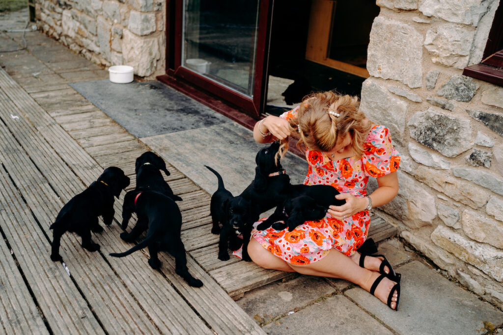 natural wedding photography of cocker spaniel puppies at DIY marquee wedding in north wales