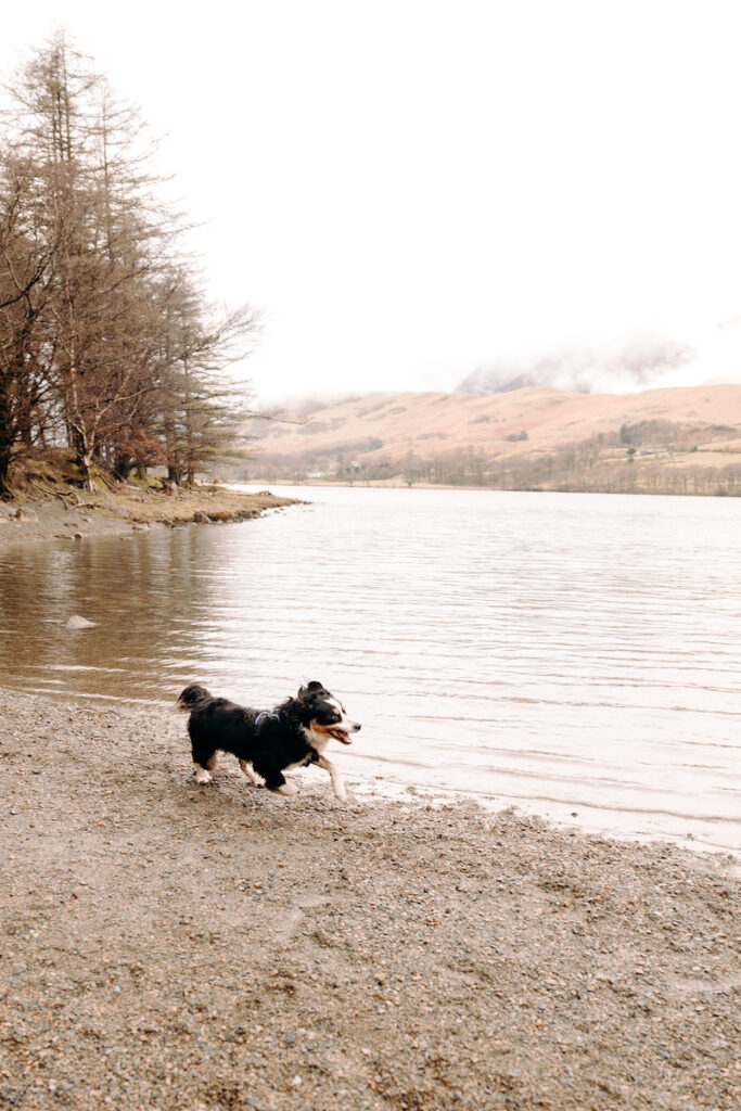 lake district pre-wedding photoshoot with bernese mountain dog