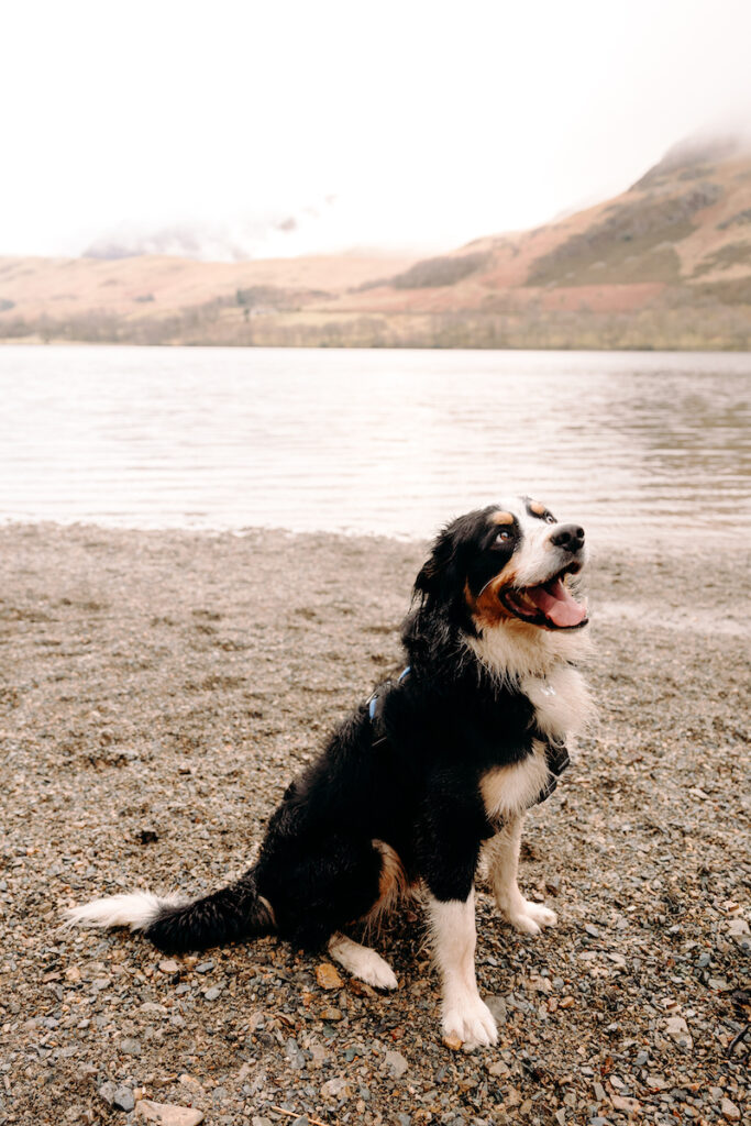 lake district pre-wedding photoshoot with bernese mountain dog
