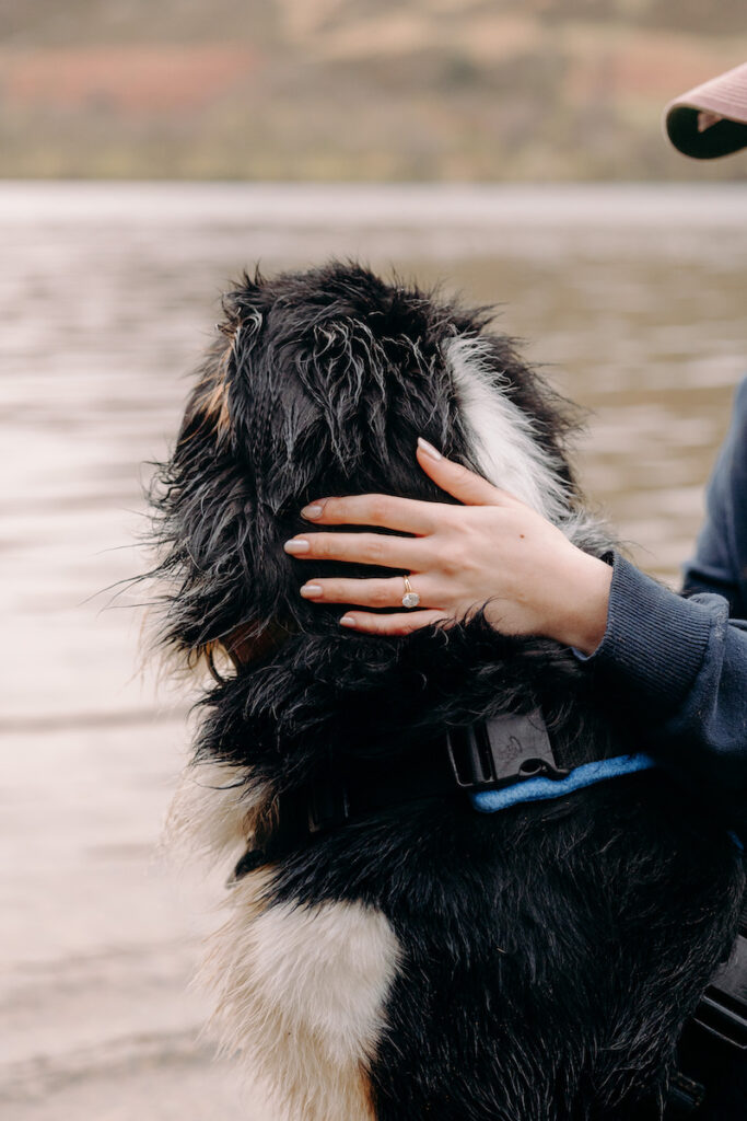 lake district pre-wedding photoshoot with bernese mountain dog