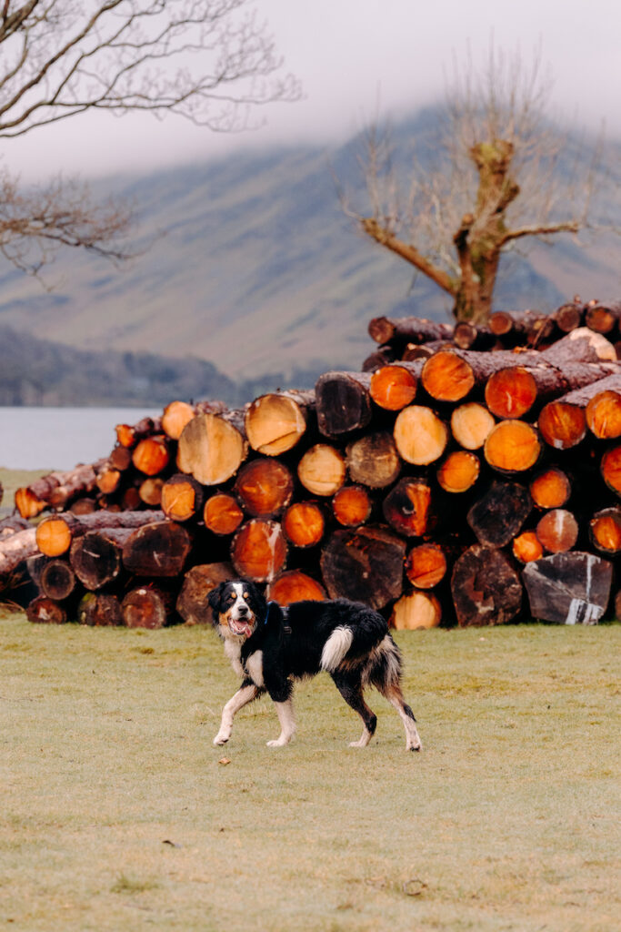 lake district pre-wedding photoshoot with bernese mountain dog