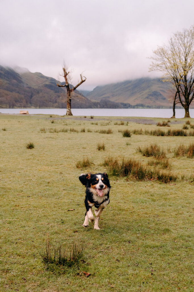 lake district pre-wedding photoshoot with bernese mountain dog