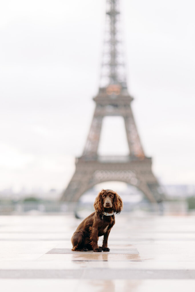 dog friendly paris