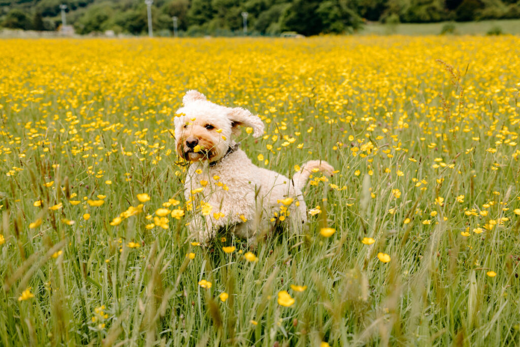 Eyam Hall Wedding Photography dog friendly wedding venue
