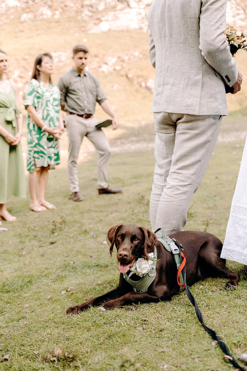 Brown dog lying on the grass among guests before the ceremony begins.