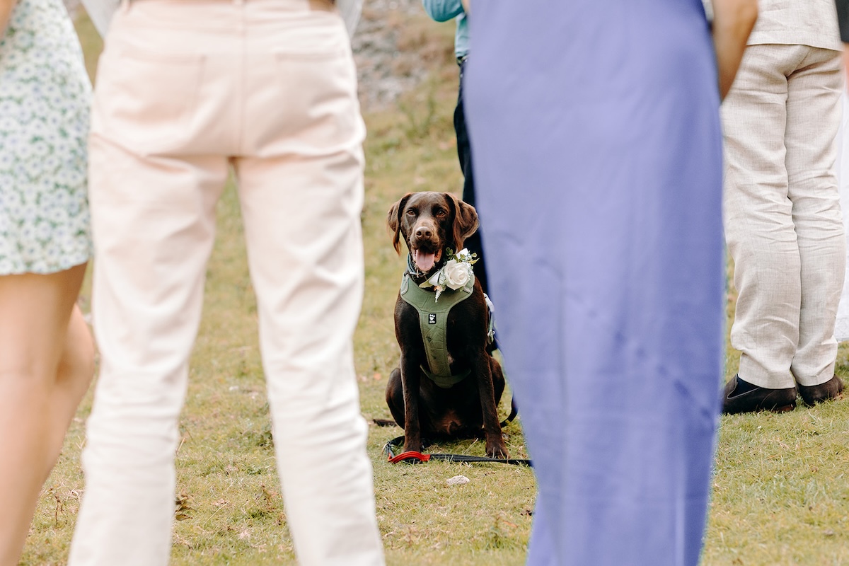 Dog sitting between guests during the relaxed, family-focused Peak District elopement.