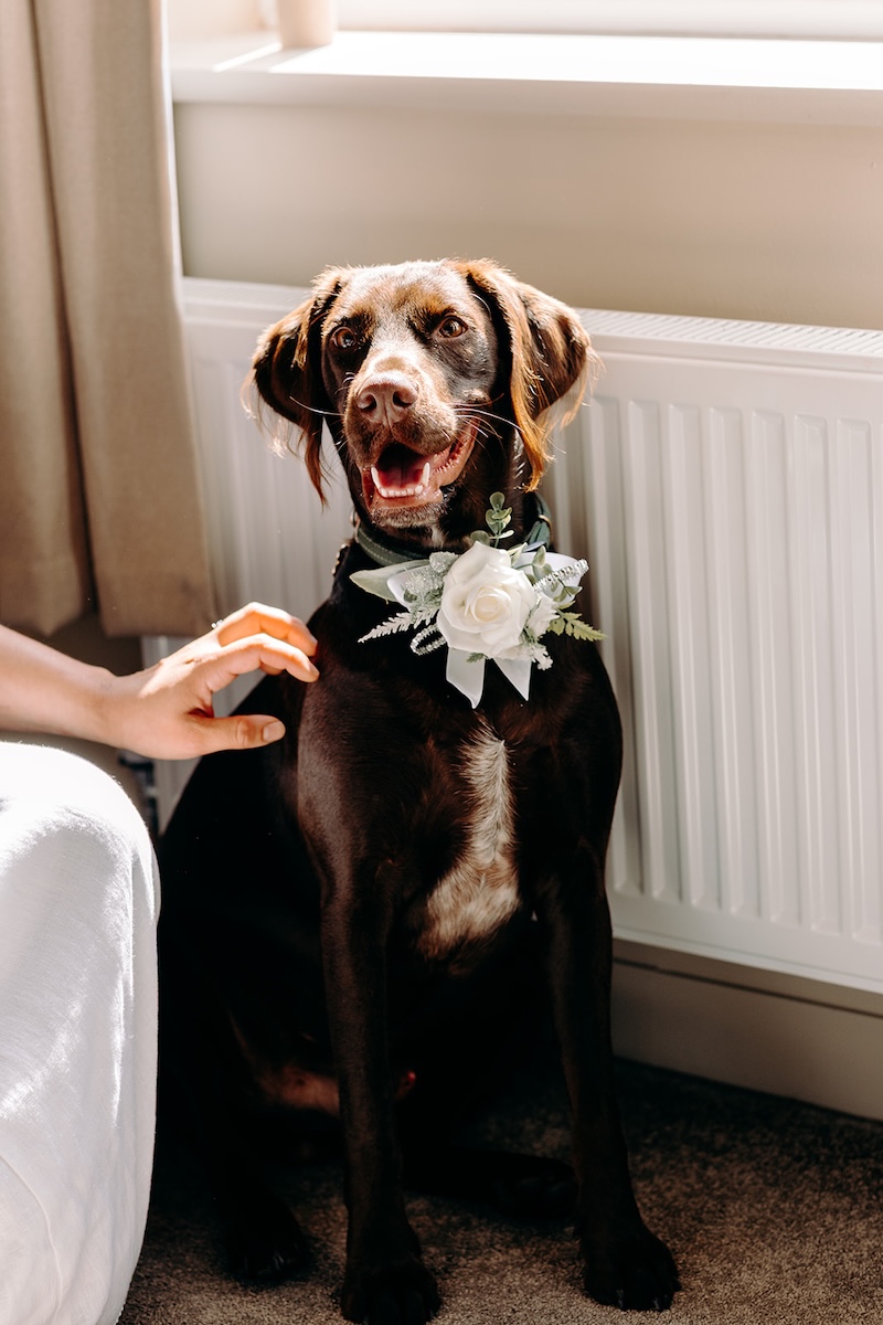 Brown dog in a floral collar sitting proudly during the couple’s relaxed Peak District elopement prep.