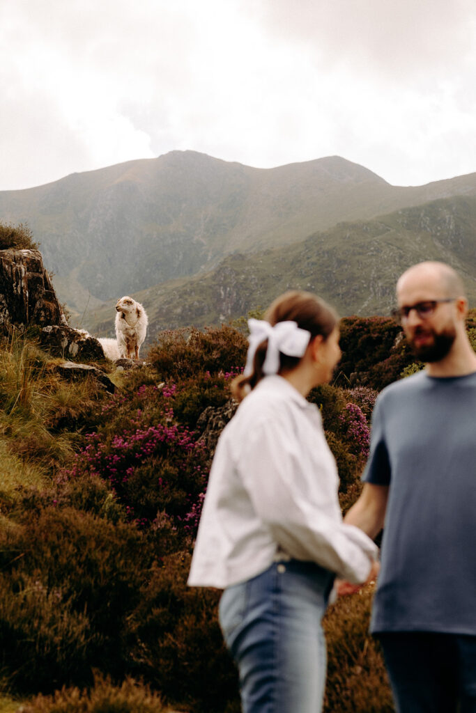 Relaxed couple photoshoot in North Wales with couple out of focus and a sheep in the background.
