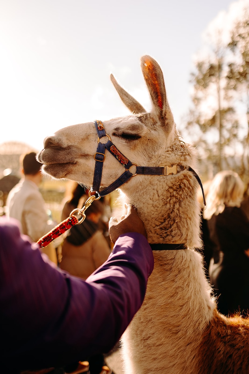 Guest feeding a llama outside the barn at The Wellbeing Farm.