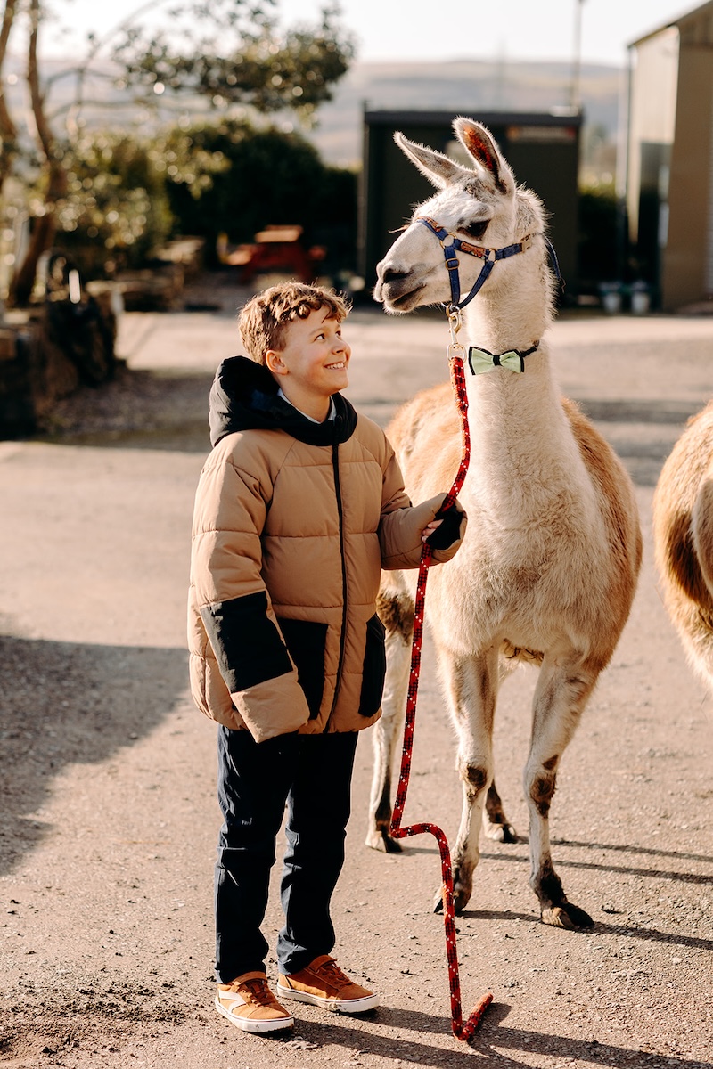 Young guest standing beside a llama during the drinks reception at The Wellbeing Farm.