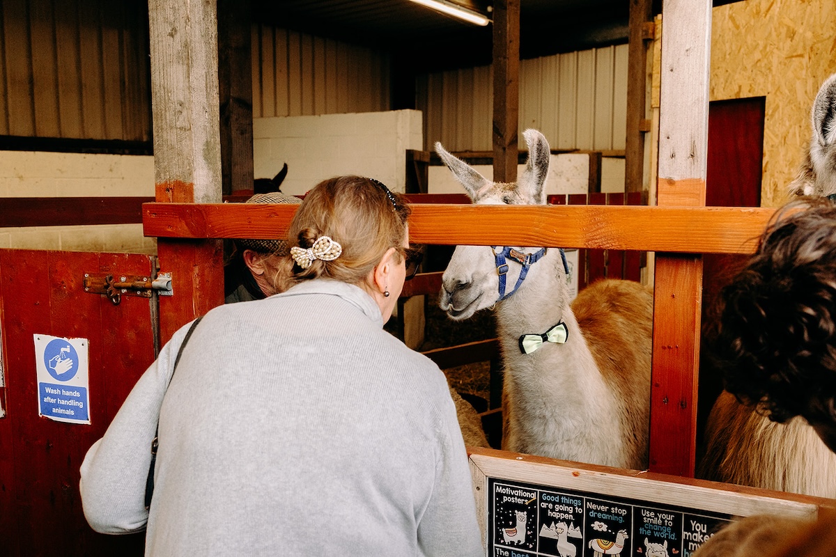 Wedding guest feeding one of the famous llamas during the drinks reception at The Wellbeing Farm.