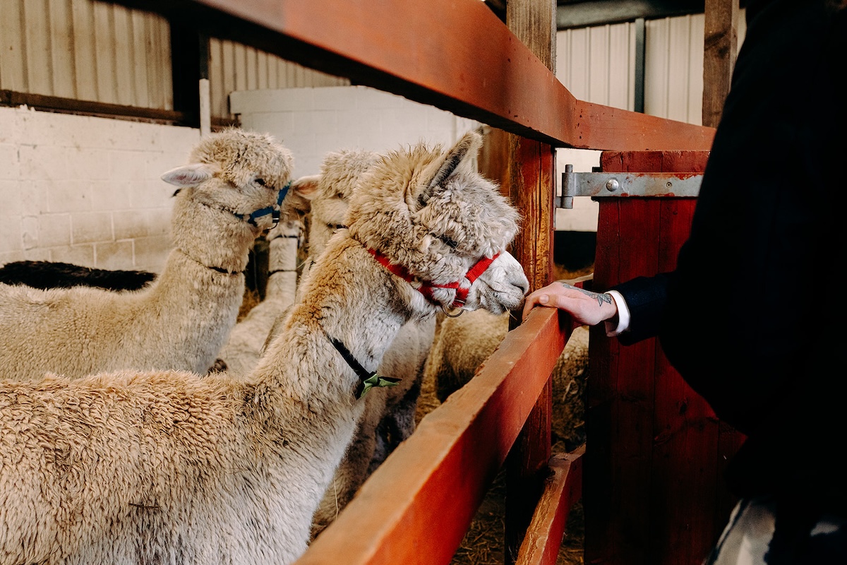 Wedding guests interacting with the llamas during the drinks reception, captured with natural documentary wedding photography.