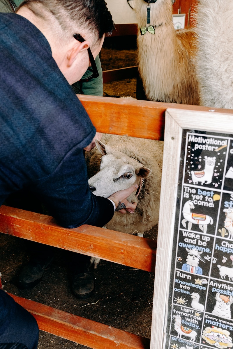 Guest petting a sheep inside the animal barn at The Wellbeing Farm.