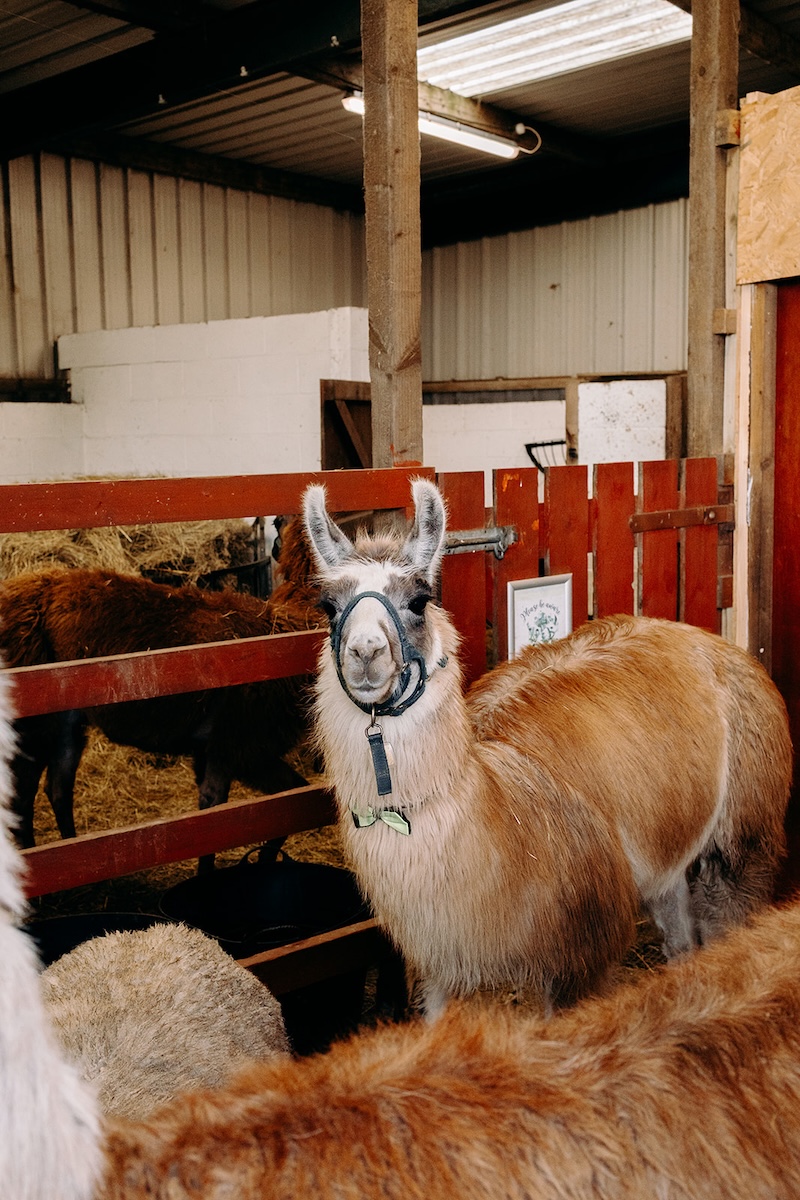 Llama looking toward the camera inside the barn at The Wellbeing Farm wedding venue.
