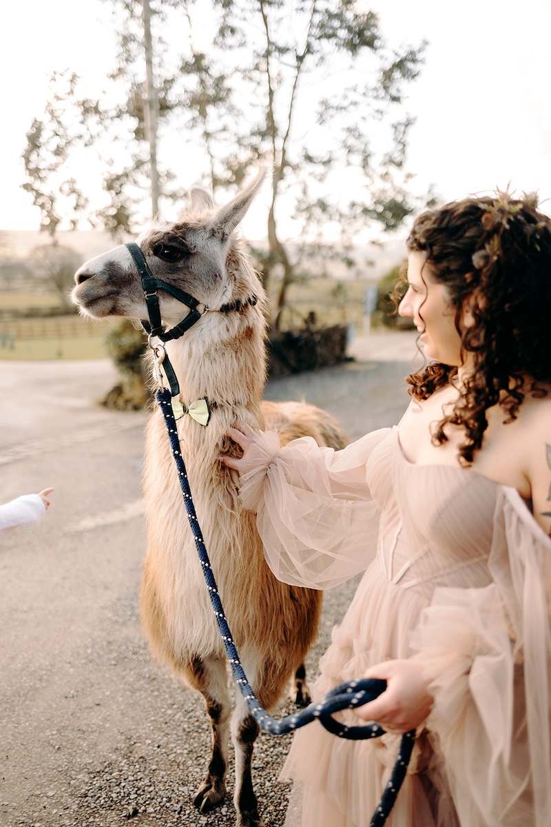 Bride standing beside a llama during portraits at The Wellbeing Farm, a fun moment captured in documentary wedding photography.