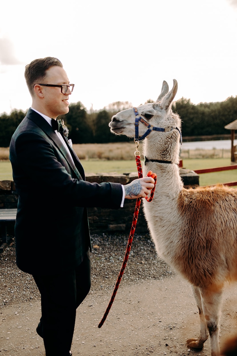Groom holding a llama lead while standing beside the bride outside the barn.