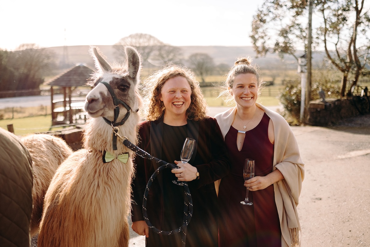 Guests posing beside the llamas during drinks reception at The Wellbeing Farm wedding venue.