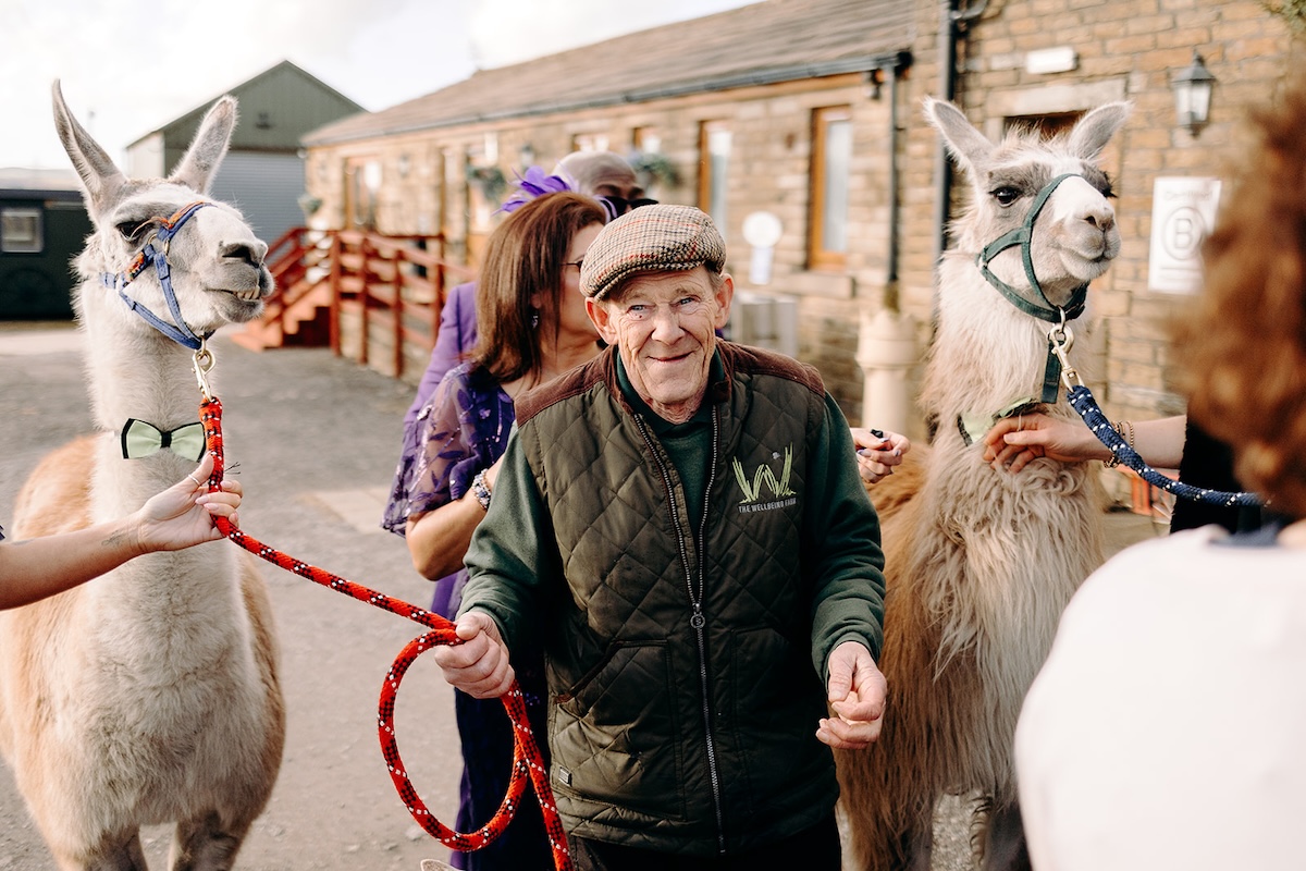 Wedding guest walking a llama beside the barn during the drinks reception at The Wellbeing Farm.